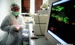 在猪体内培育人类肾脏？中国科学家首次实现！未来不愁没器官换？